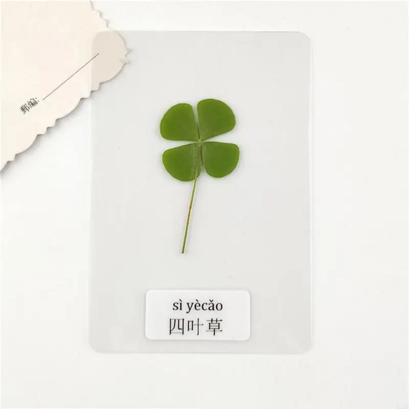 New 5Pcs Natural Dried Leaf Bo - Red Clover Flower ulasan dan harga